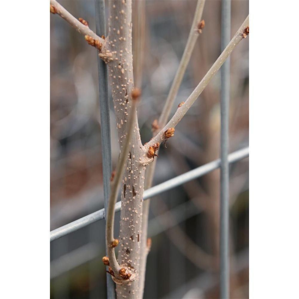 Morus rotundiloba Mojo Berry - ↨180cm - 3 stuks-Plant-Botanicly