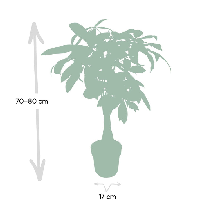 Pachira Aquatica - Geldbaum - 70cm - Ø17-Plant-Botanicly
