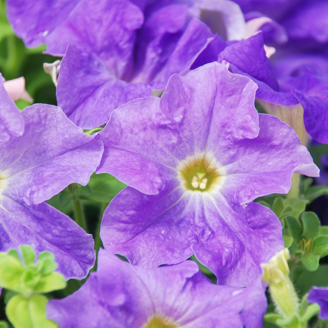 Petunie (Petunia Alpe Tunia Light Blue Hybride) - Nachhaltige Zimmerpflanzen kaufen Botanicly Foto 2