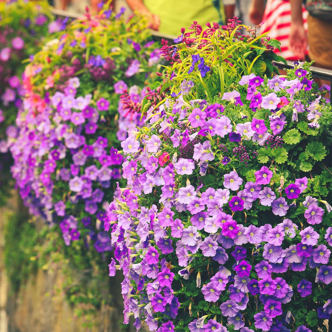 Petunie (Petunia Alpe Tunia Light Blue Hybride) - Nachhaltige Zimmerpflanzen kaufen Botanicly Foto 3