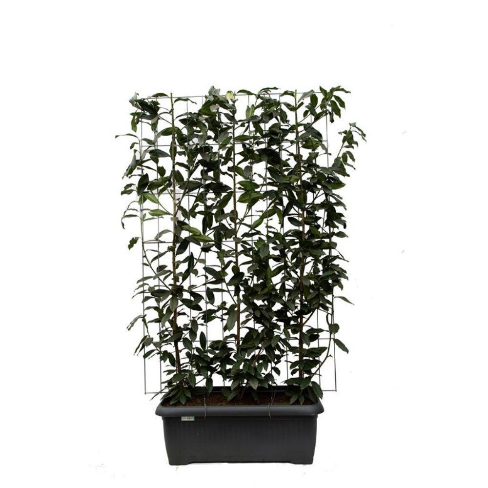 Prunus l. Genolia - ↨180cm - 3 stuks-Plant-Botanicly