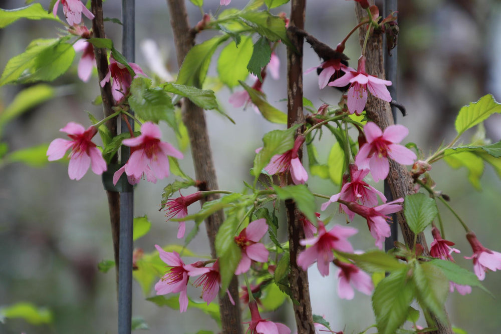 Prunus 'Okame' - ↨180cm - 2 stuks-Plant-Botanicly