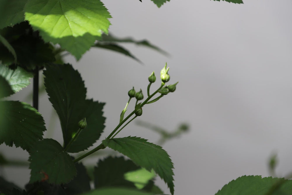 Rubus frut. 'Chester Thornless' - ↨180cm - 3 stuks-Plant-Botanicly