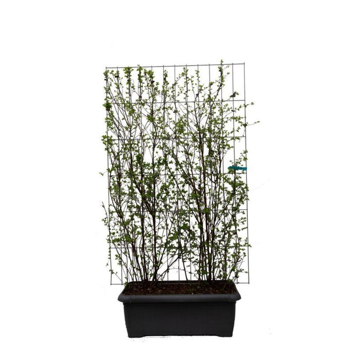 Spiraea vanhouttei - ↨180cm - 2 stuks-Plant-Botanicly