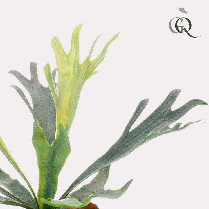 Staghorn Farn - Geweihfarn - 33 cm - kunstpflanze-Plant-Botanicly