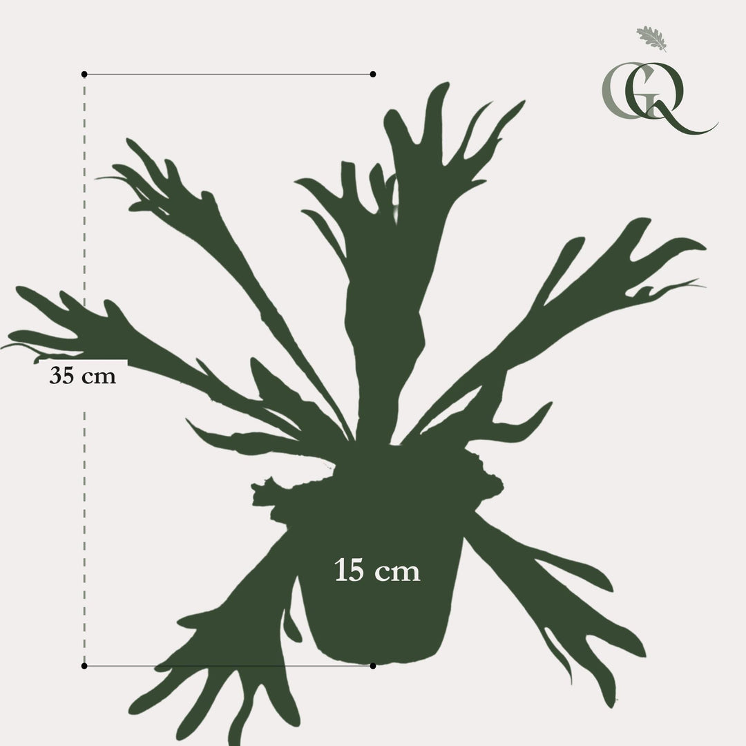 Staghorn Farn - Geweihfarn - 33 cm - kunstpflanze-Plant-Botanicly
