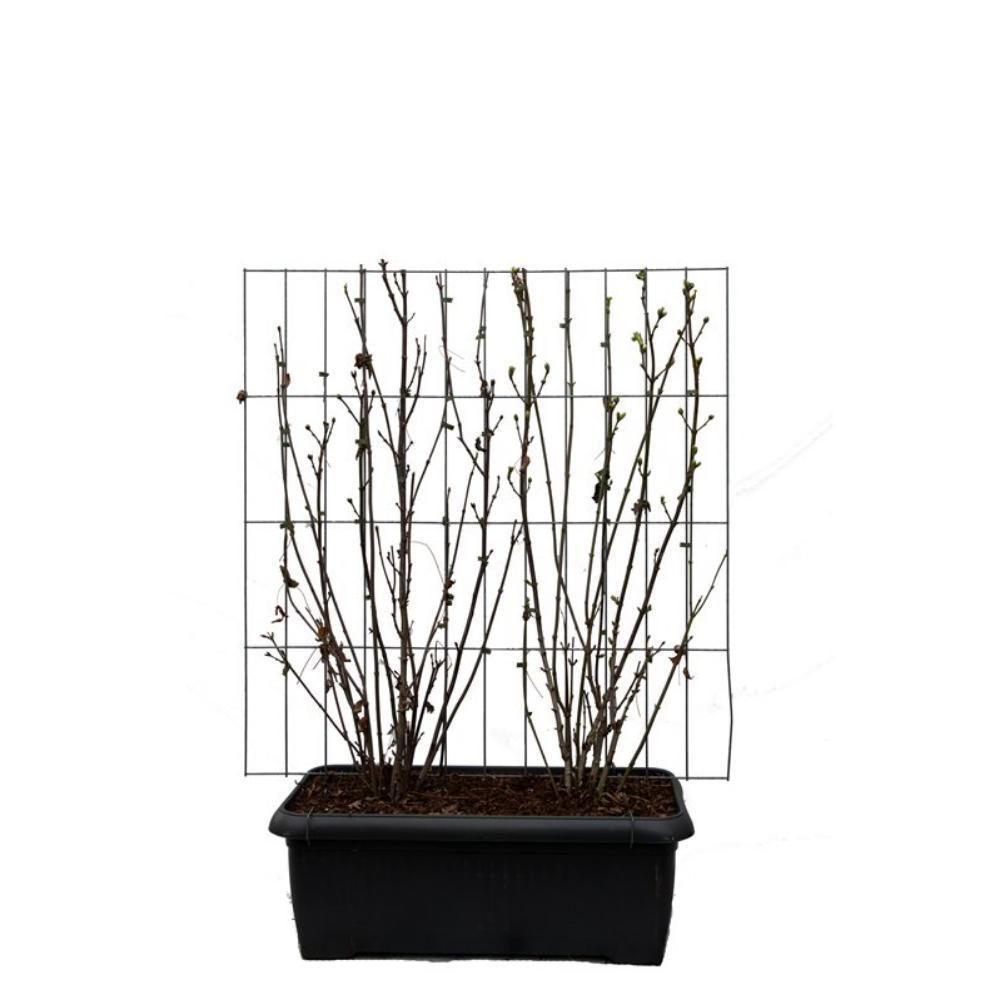Staphylea pinnata - ↨180cm - 2 stuks-Plant-Botanicly