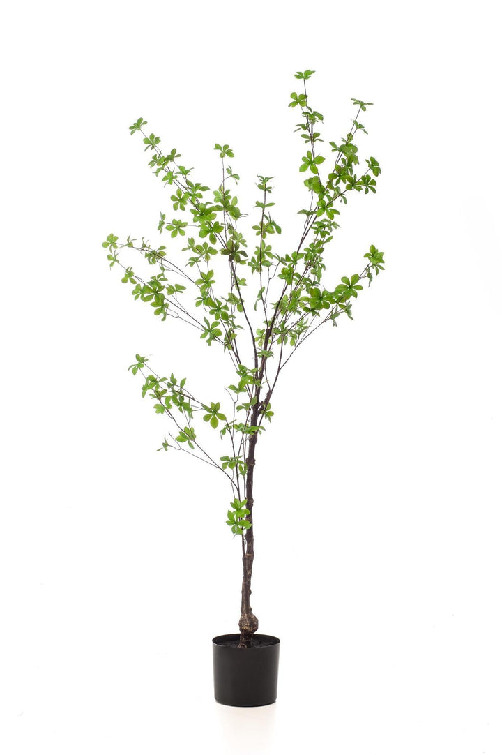 Tropaeolum Speciosum - Ostindische Kirsche - 150 cm - kunstpflanze-Plant-Botanicly