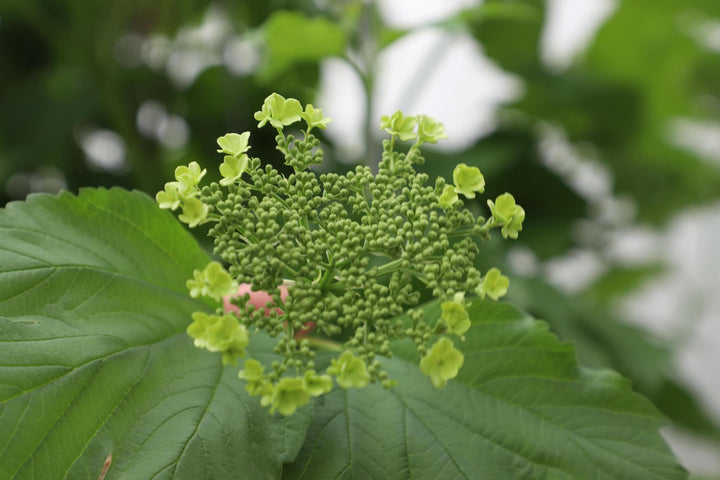 Viburnum opulus - ↨180cm - 1 stuks-Plant-Botanicly