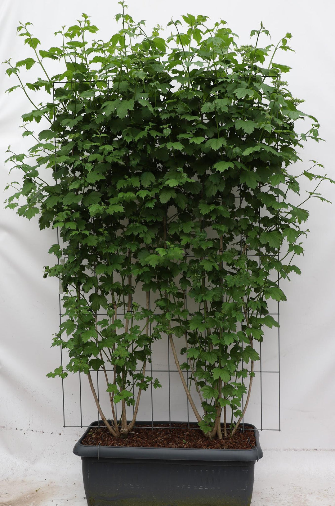 Viburnum opulus - ↨180cm - 1 stuk