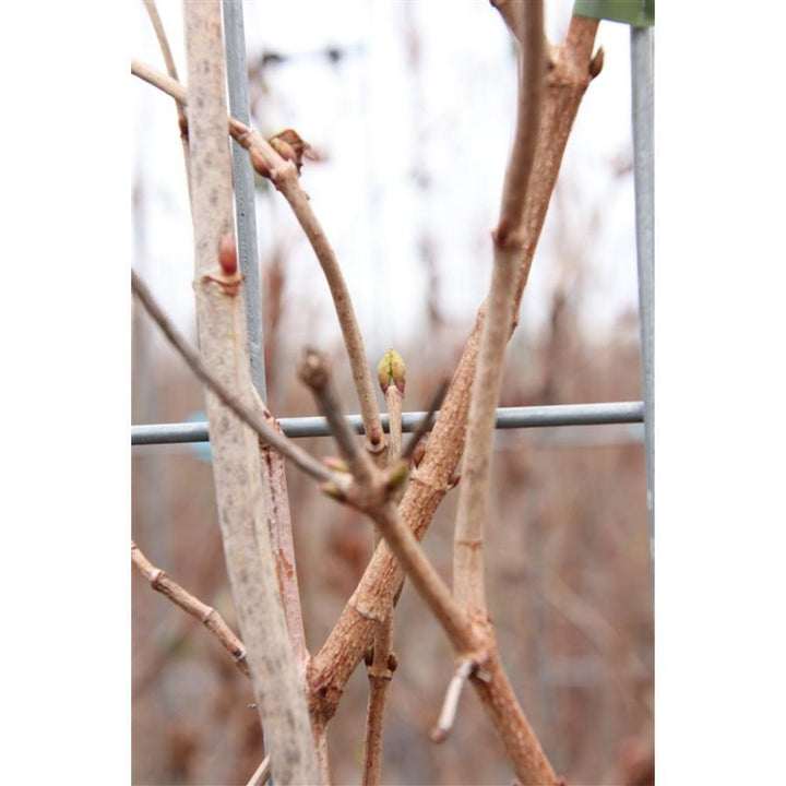 Viburnum opulus - ↨180cm - 3 stuks-Plant-Botanicly