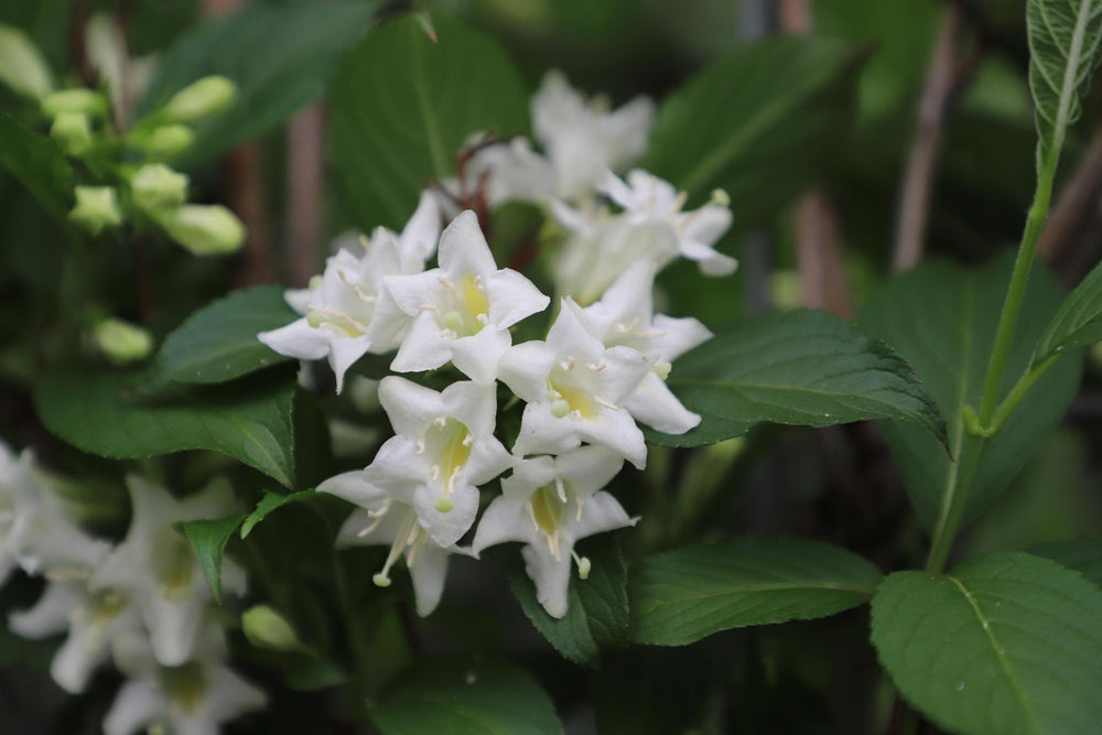 Weigela 'Candida' - ↨180cm - 2 stuks-Plant-Botanicly