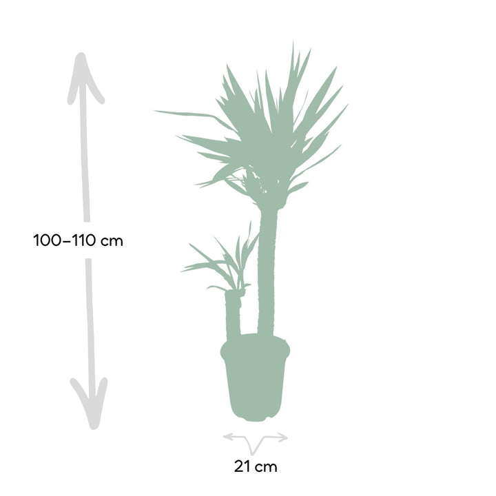 Yucca Elephantipes - Palmlilie - 95cm - Ø21-Plant-Botanicly