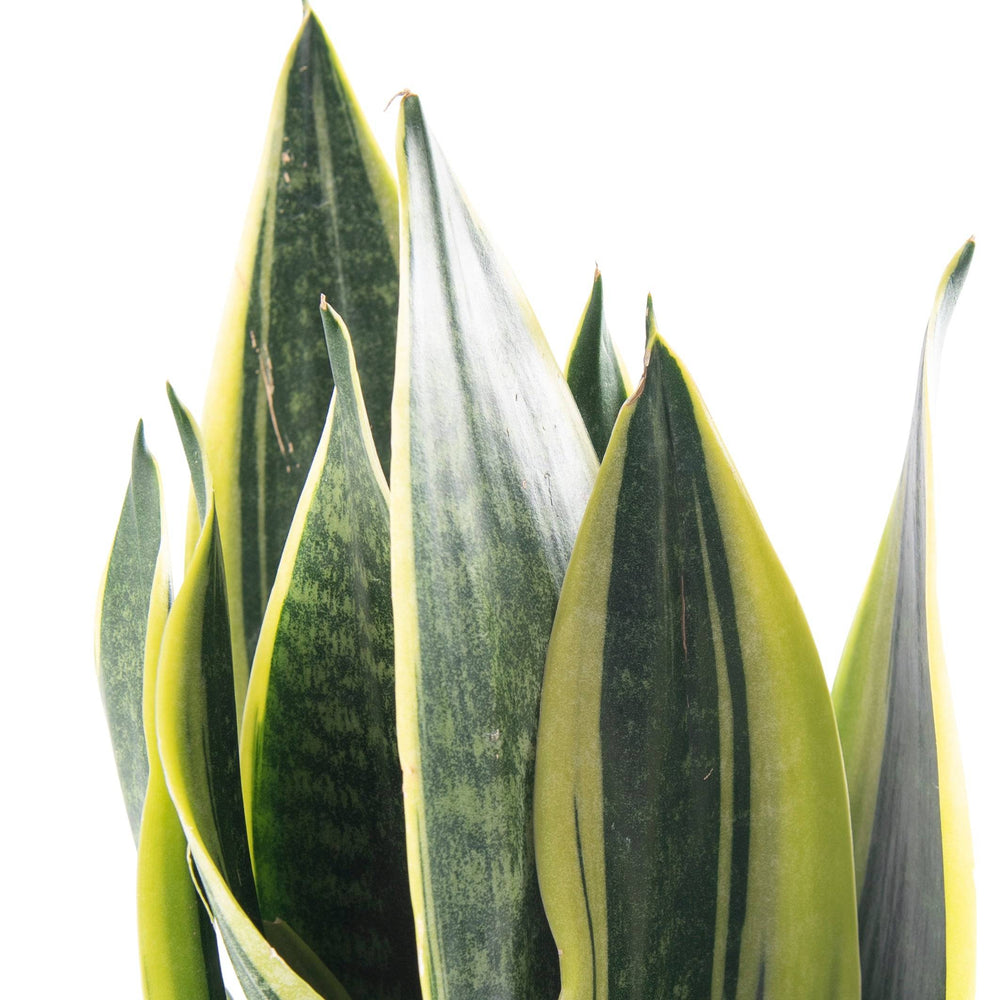 Bogenhanf (Sansevieria trifasciata Futura Superba) - Nachhaltige Zimmerpflanzen kaufen Botanicly Foto 2