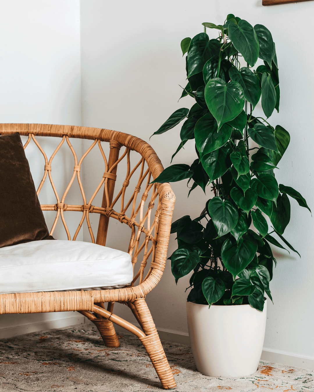 Pepe der Kletter-Philodendron-FALSE-Botanicly