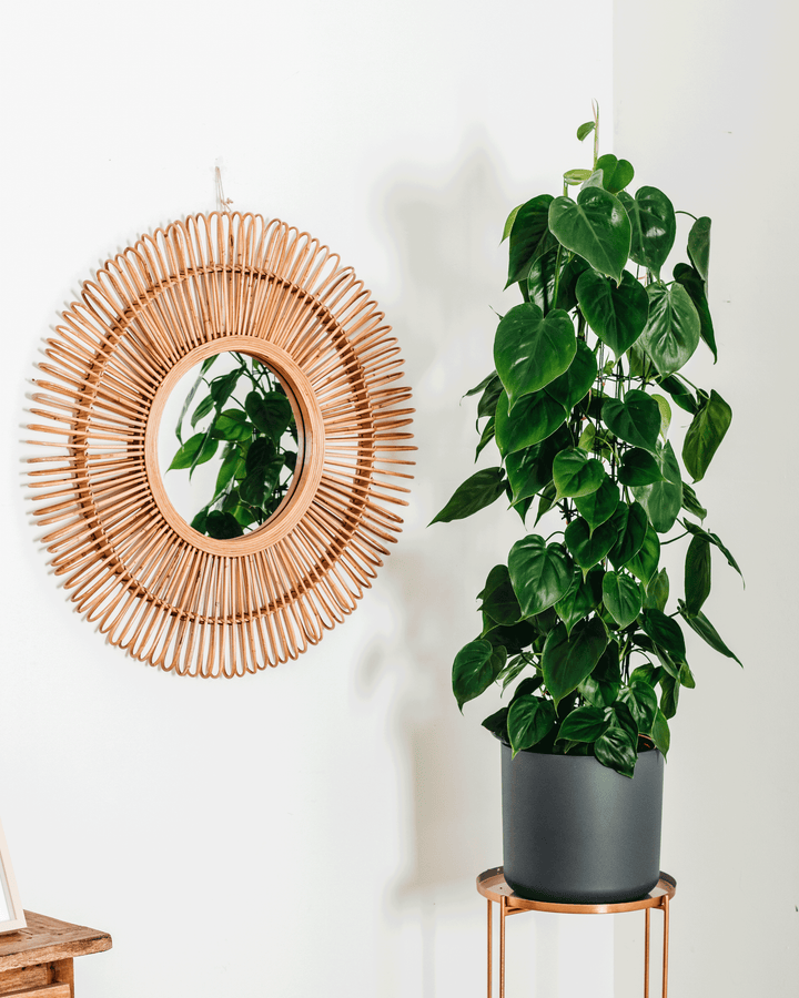 Pepe der Kletter-Philodendron-FALSE-Botanicly