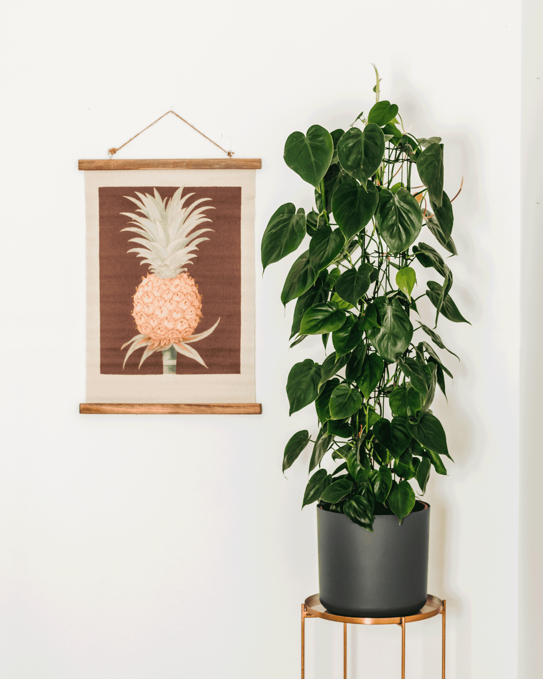 Pepe der Kletter-Philodendron-FALSE-Botanicly