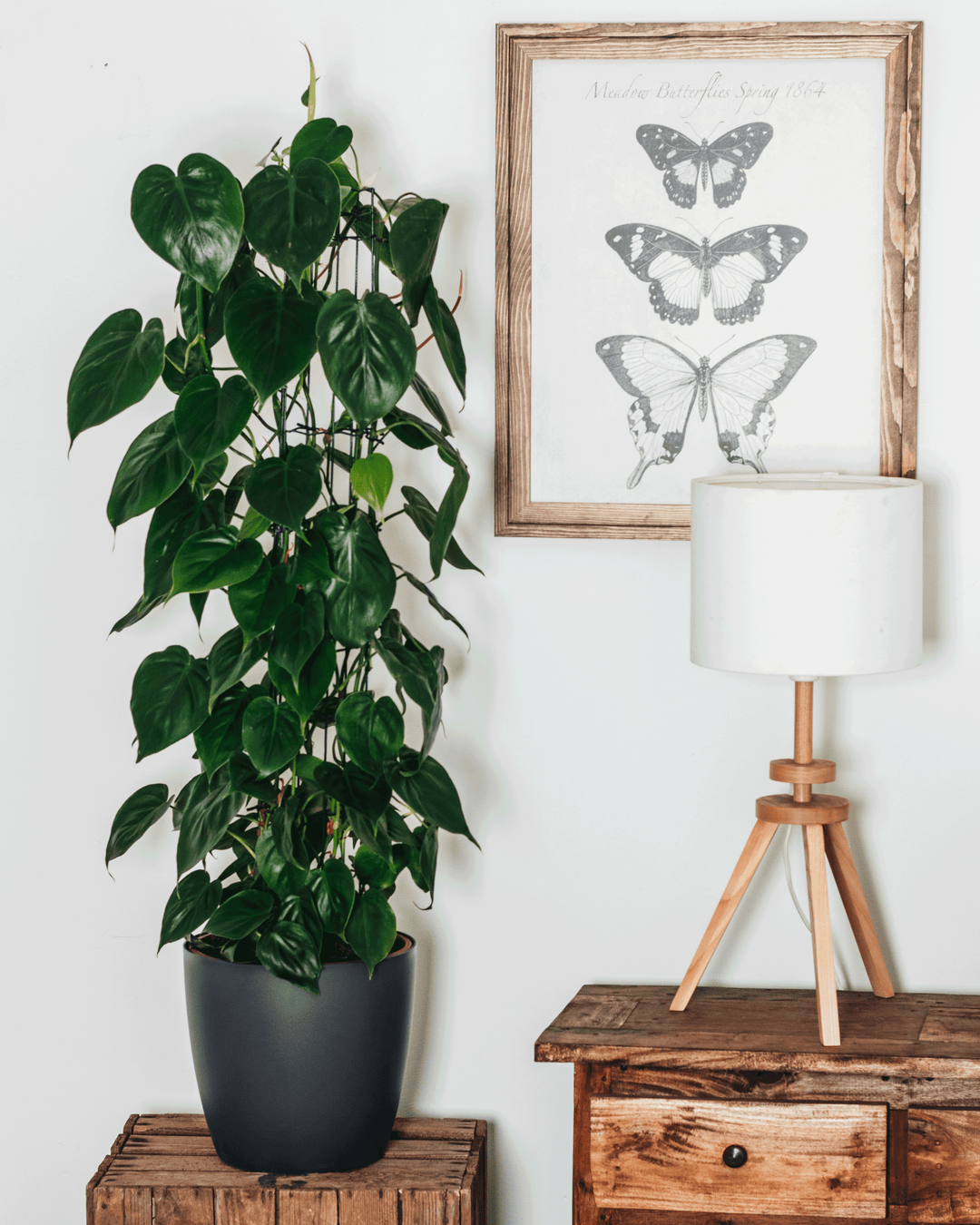 Pepe der Kletter-Philodendron-FALSE-Botanicly