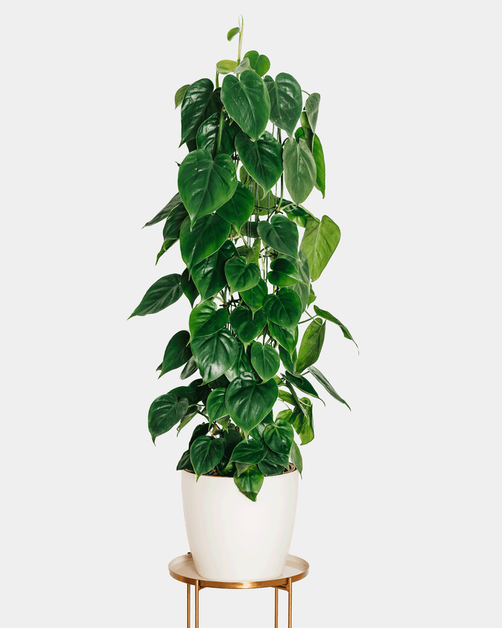 Pepe der Kletter-Philodendron-FALSE-Botanicly